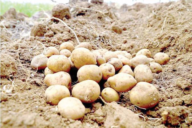 State empowers more farmers to produce potato seeds