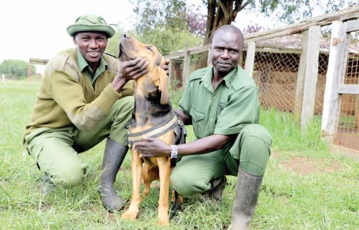 Ranger dogs tasked to sniff out poachers