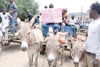 Excitement for donkey owners as numbers rise