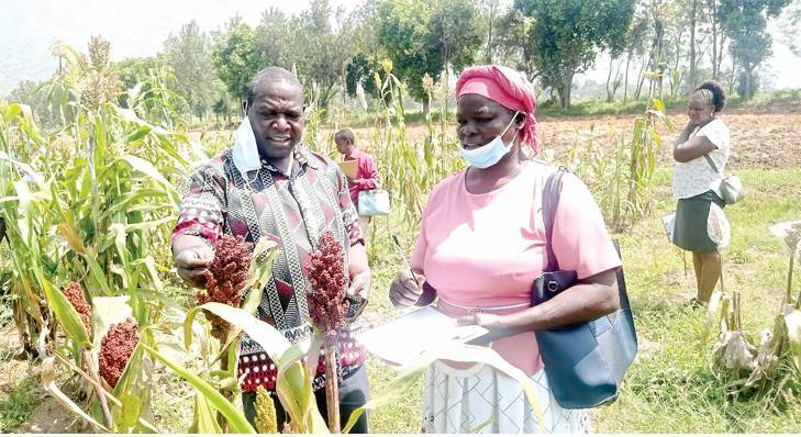 Leveraging indigenous sorghum varieties better adapted to climate change