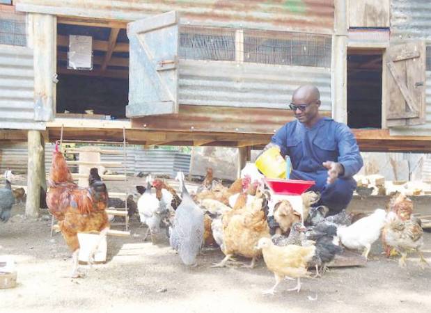 Homa Bay farmer makes boss moves in poultry farming