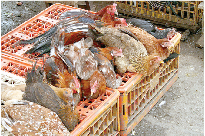 Bird flu: We are still not out of the woods, experts warn