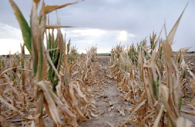 Tough times ahead as maize, beans yields expected to drop