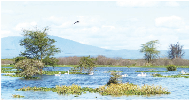 Government starts survey of Lake Naivasha to kick out encroachers