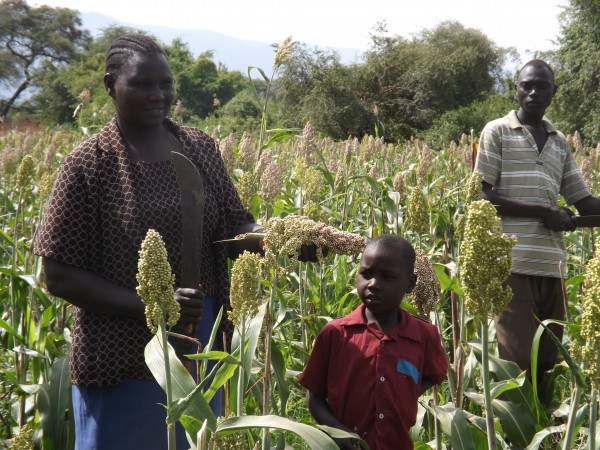 Baringo sorghum farmers moan lack of crop market