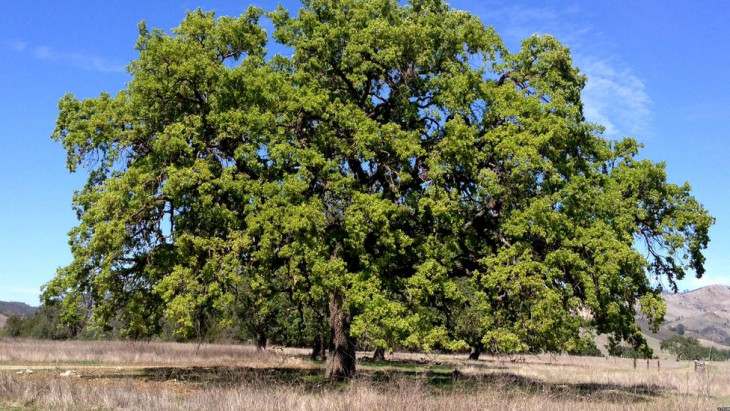 Researchers develop a software that can predict genetic changes in trees