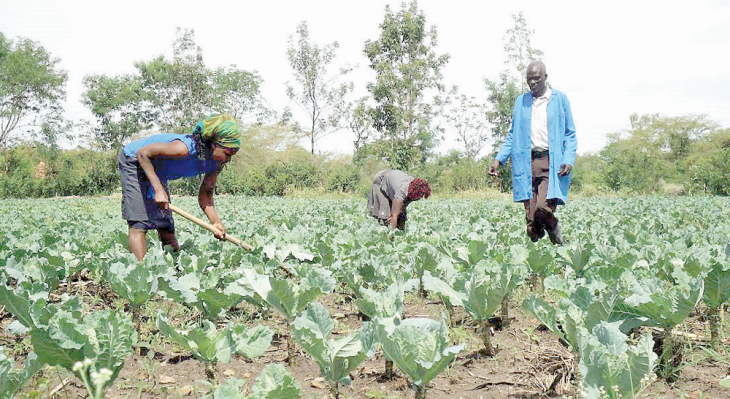 Kisumu group scales the heights in horticulture farming