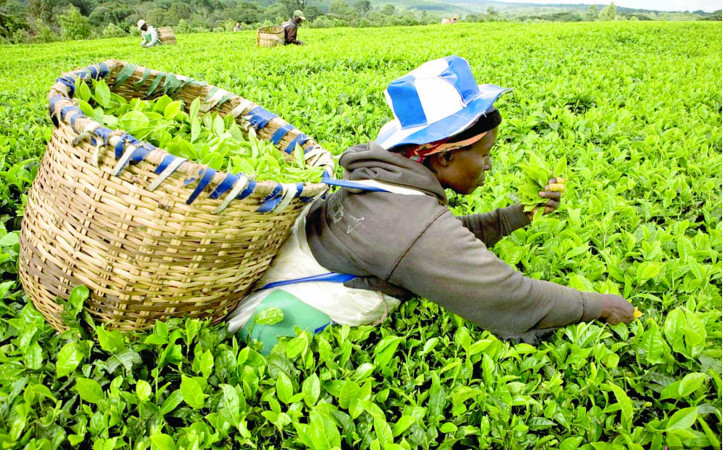 Agriculture sector allocated Ksh46.8b