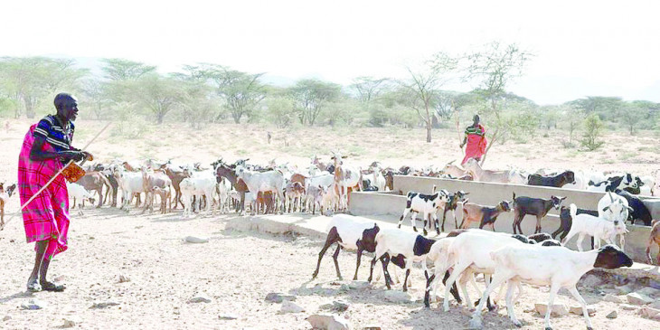 Insurance firms pay Sh173m to pastoralists