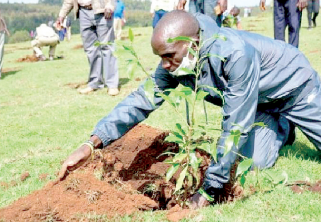 New initiative for Rift’s forest cover 