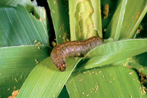 Armyworms spoil party for Nyanza crop farmers