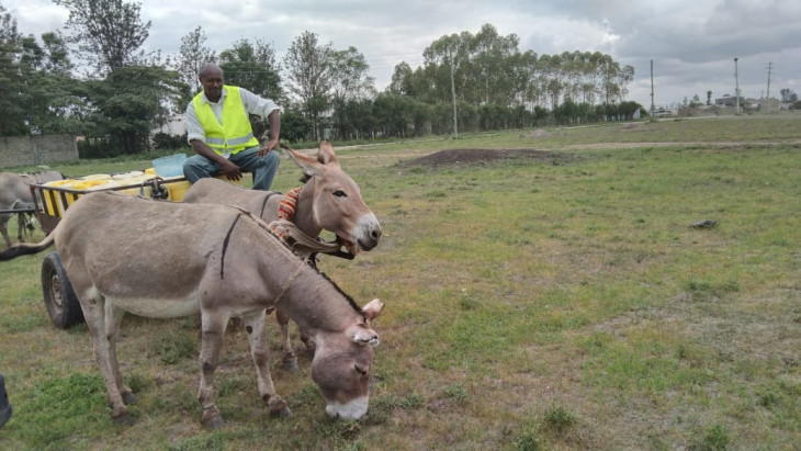 Trade on donkey skin still threat in Africa