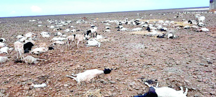 Farmers incur huge losses in climate change scourge