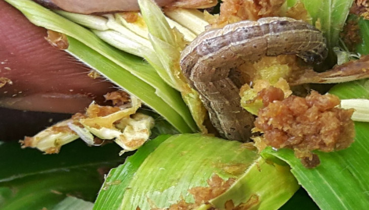 Armyworms raid Kilifi, leave trail of destruction