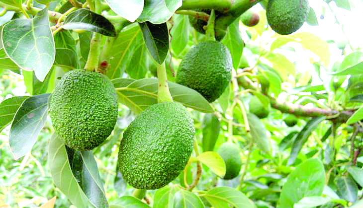 Murang’a in renewed bid to eradicate avocado theft