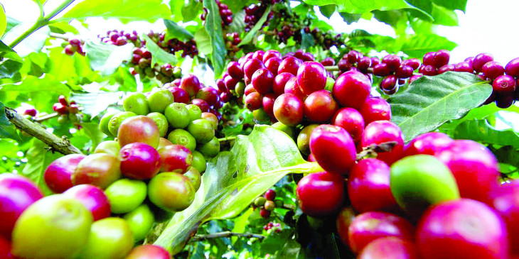 New coffee brokers in beans duel