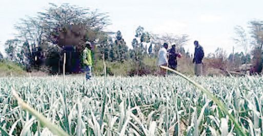 Farmer spices up his income growing garlic