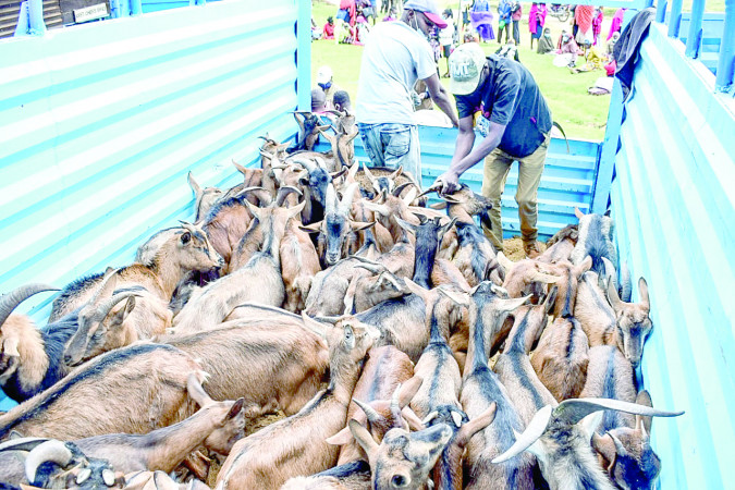 Nakuru gives farmers free goats in Sh8m dairy output boost plan