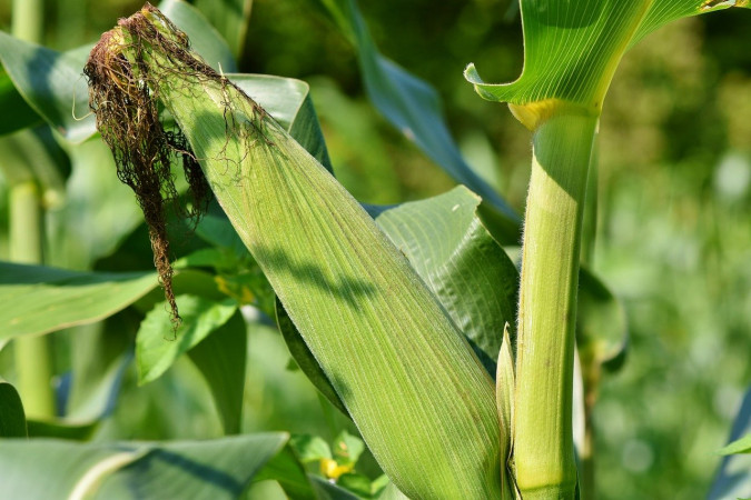 Locals decry poor running of maize plant