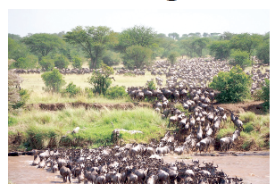 Optimism ahead of annual Mara wildebeest migration 