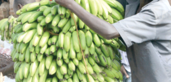 Smallholder farmers groups in Kisii receive Sh59 million