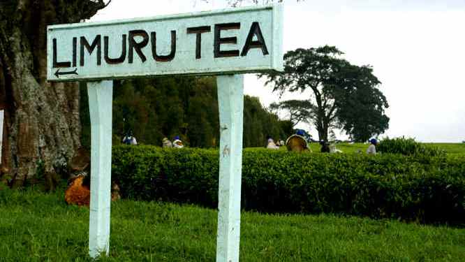 Dutch firm  bids 100pc in Limuru Tea