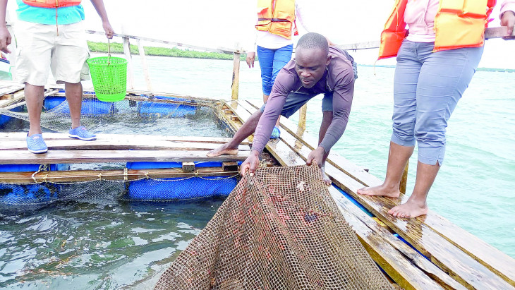 Cage fishing helps free the economy of Kwale village