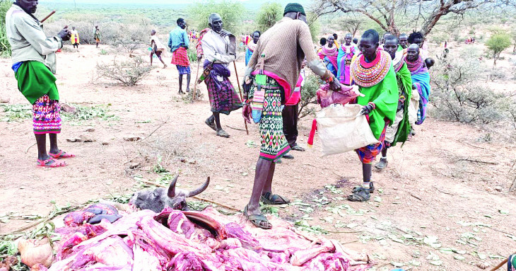 State to buy, slaughter cows for starving Samburu residents