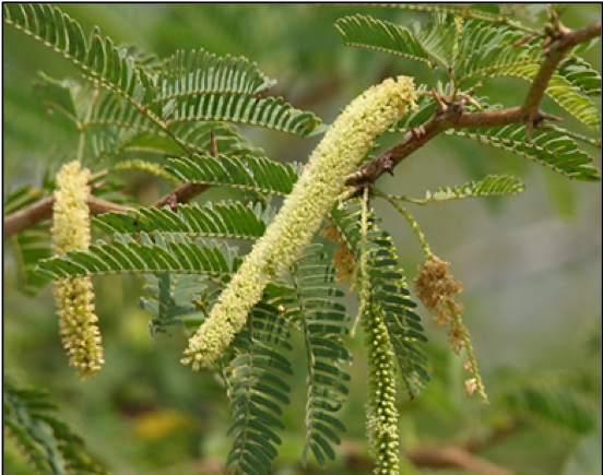 Destroying alien shrub to shrink country’s forest cover