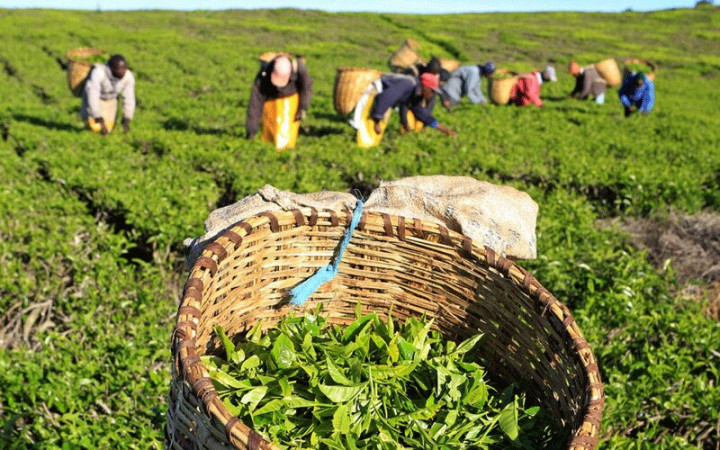 Tea farmers earn record Sh37.1 billion in bonuses