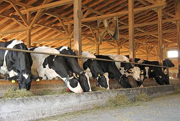 Outcry as animal feed industry chokes on exorbitant pricing