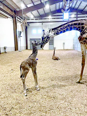 Another Masai giraffe born in American park