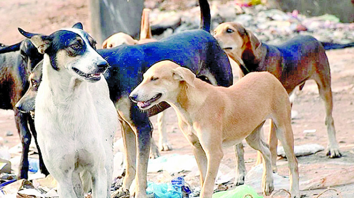 Farmers outraged by rampaging dogs