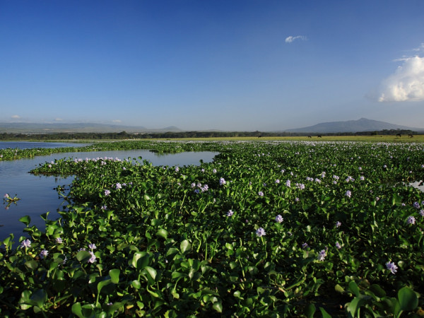 Water hyacinth good for compost manure, say reseachers