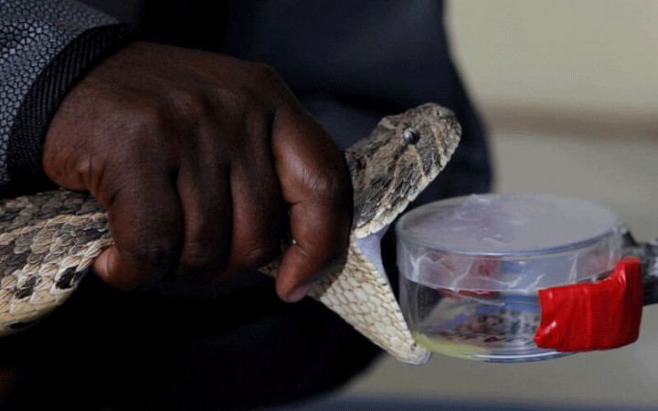 Kenyan entrepreneurs told to embrace snake farming