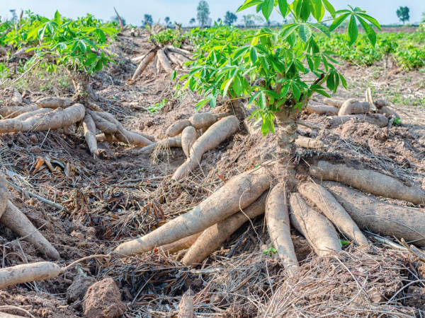 Kilifi revives cassava farming in bid to tame food insecurity