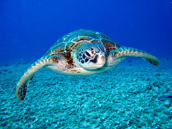 Sea turtles among marine life choking on waste dumped in the sea