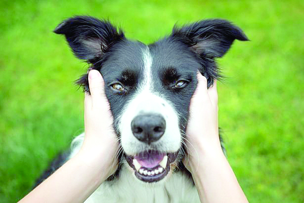 ‘Gifted’ dogs all share one personality trait