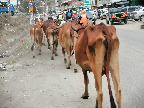 Drought leaves 600,000 in Kajiado facing starvation