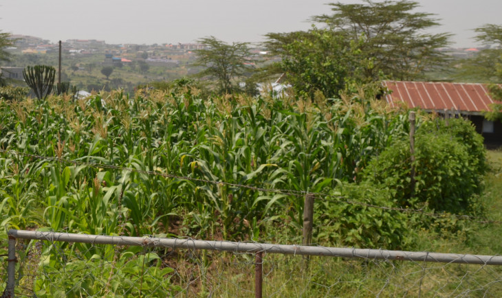 Farmers say cut in prices of fertiliser major boost