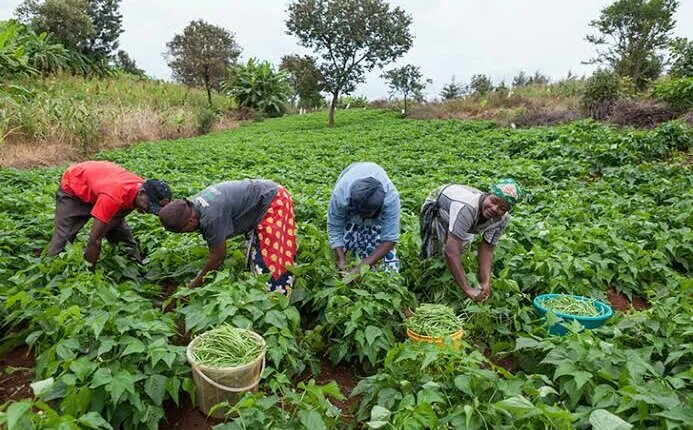 Kisumu widows mint fortunes from traditional vegetables