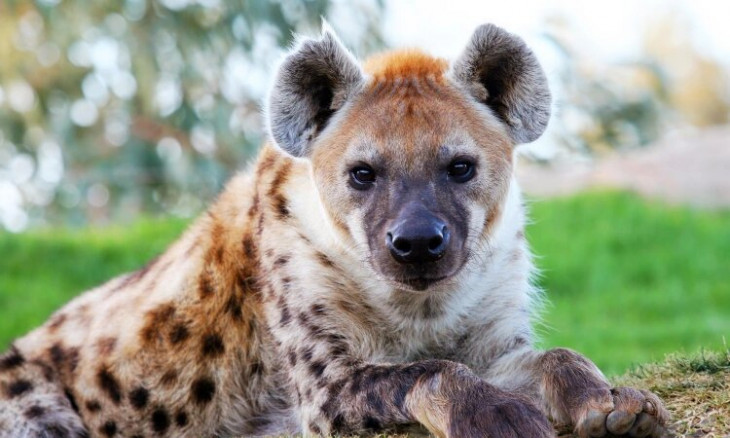 KWS on the spot as hyenas maul boy, 9, to death
