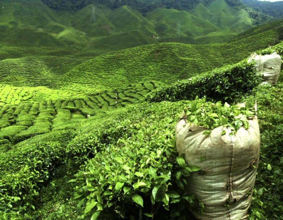 KTDA releases Sh2.5b to smallholder tea farmers