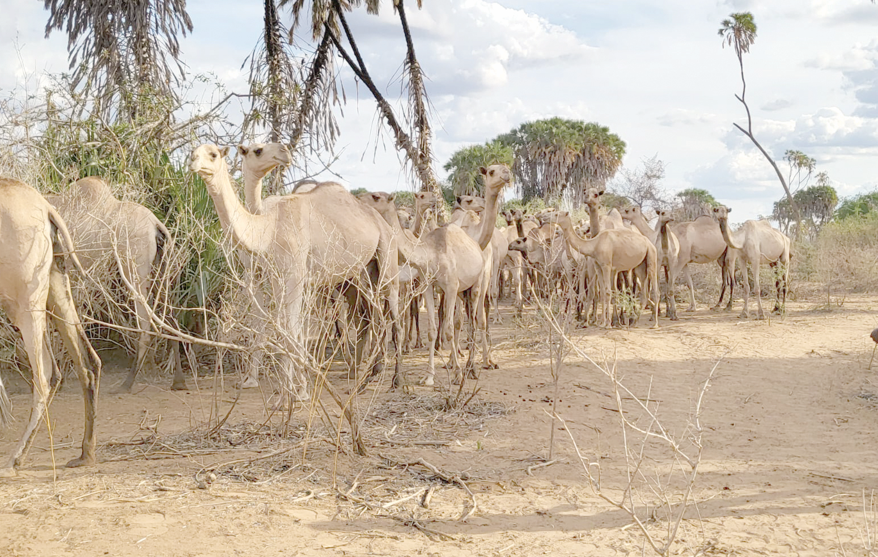 Police linked to deadly battles between herders and farmers