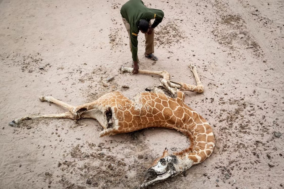 Crisis as worst drought in 40 years kills wildlife