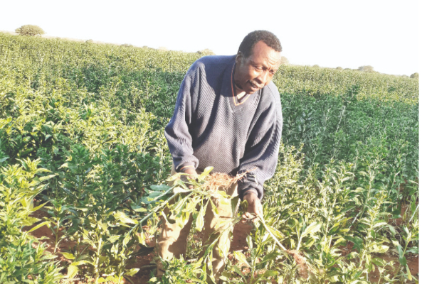 Kenyan with miracle crop in Botswana