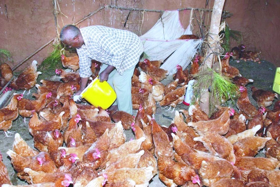 Fast food joints in hot soup over chicken welfare