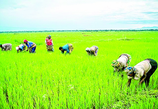 Nyando farmers bet on new rice variety to boost income