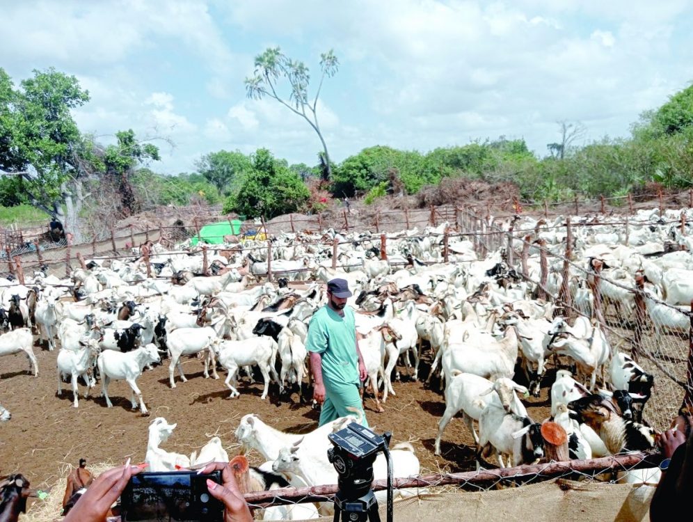 Ship with good tidings for Lamu and pastoralists