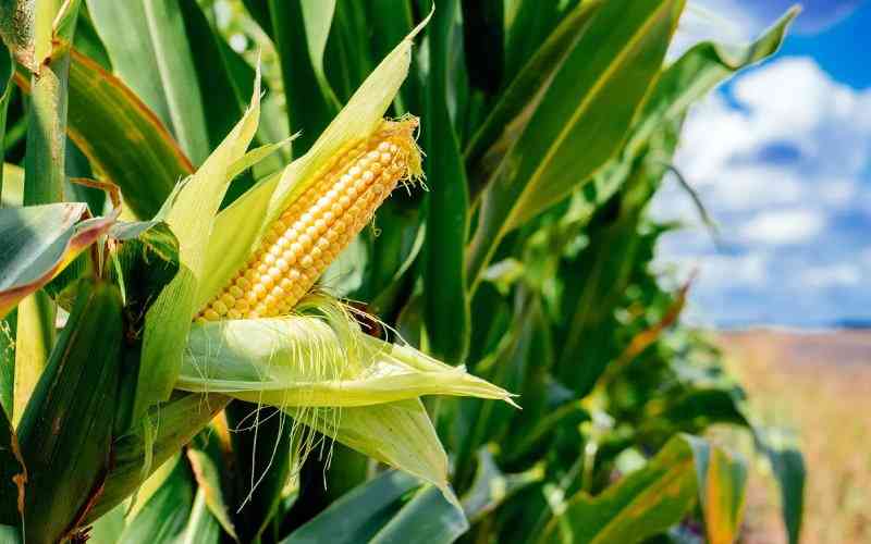 Wanjiku deserves right to information on GMOs